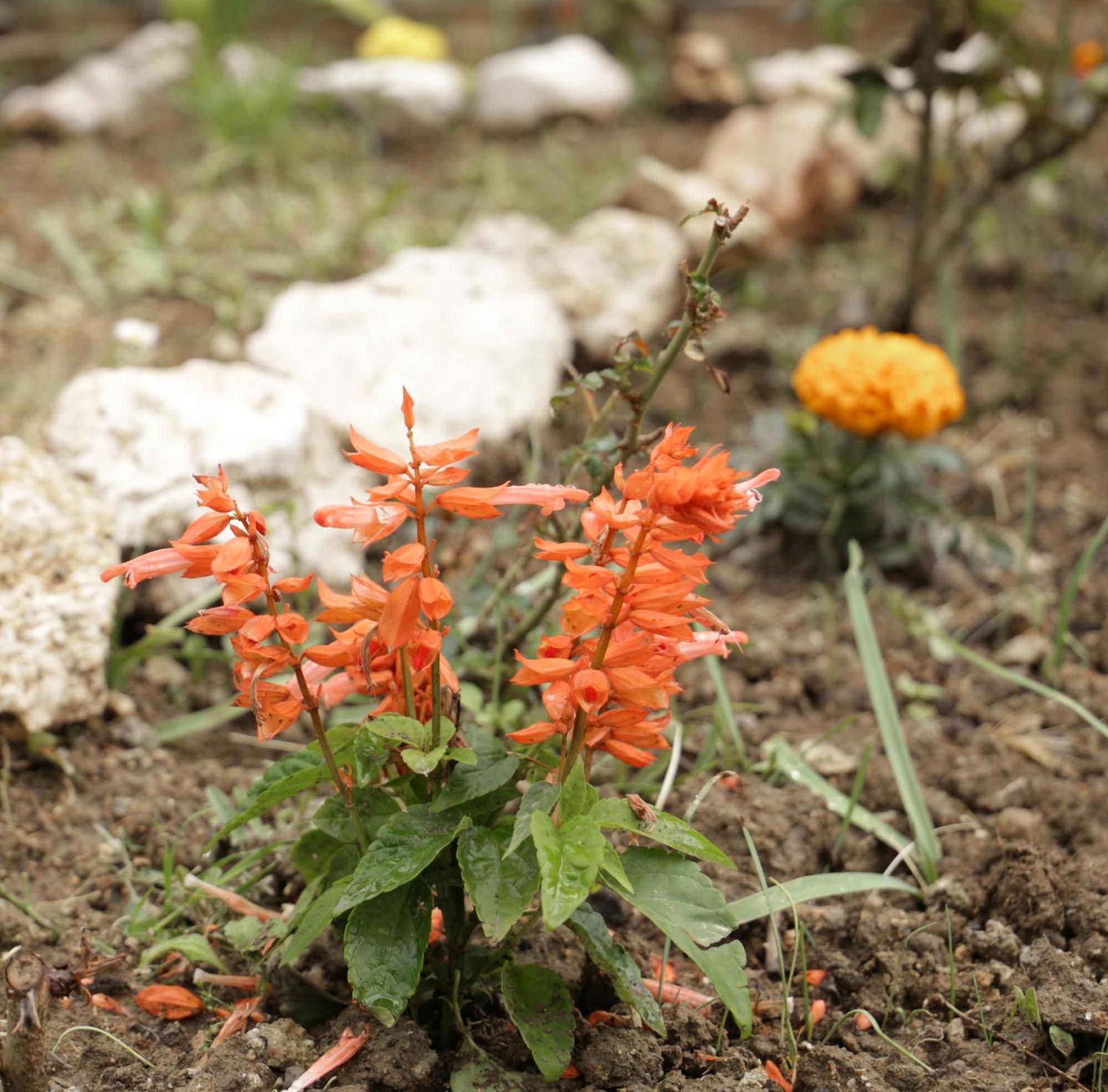 Appartamento Gardelis Gardens